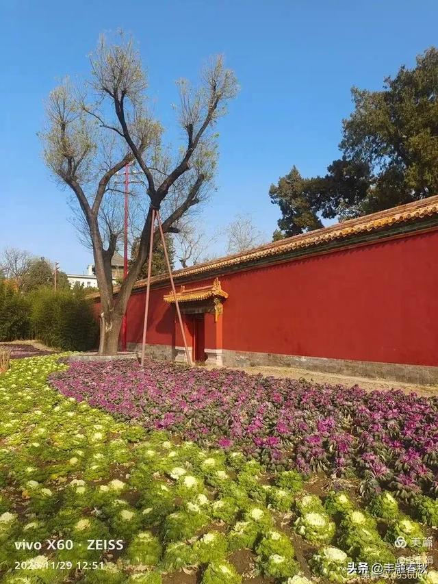 北京景山公园羽衣，冬园锦色｜申艳娟