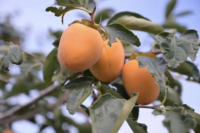 许昌周末漫游 | 把秋天装进篮子里：这份秋季采摘全攻略请收好！