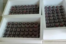 苏州东山杨梅已满枝！ “采梅止渴”正当时图片