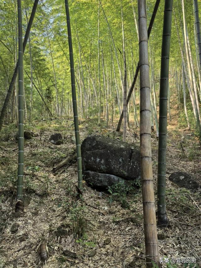 衢州老鹰石游步道，竹林里的徒步登山道
