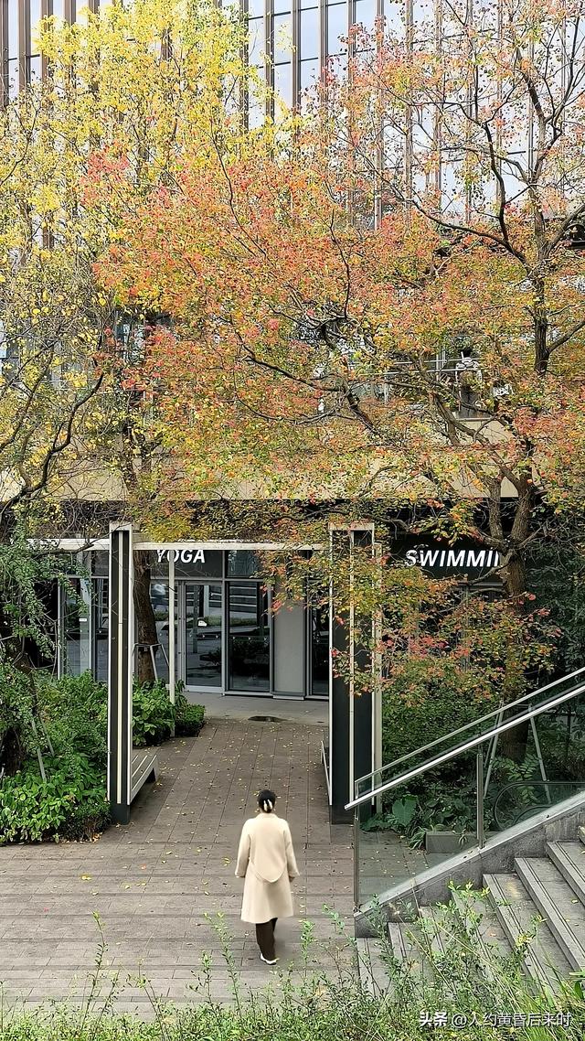 这几日的阳光很给力，银杏、乌桕、水杉相继上线。