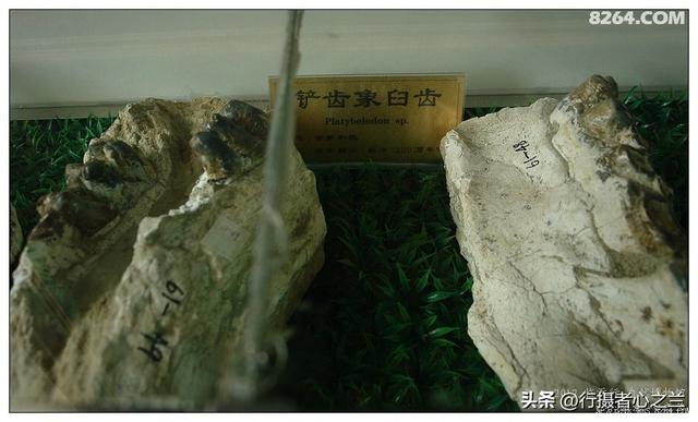 山东行游影记（27）—平邑天宇自然博物馆（二）