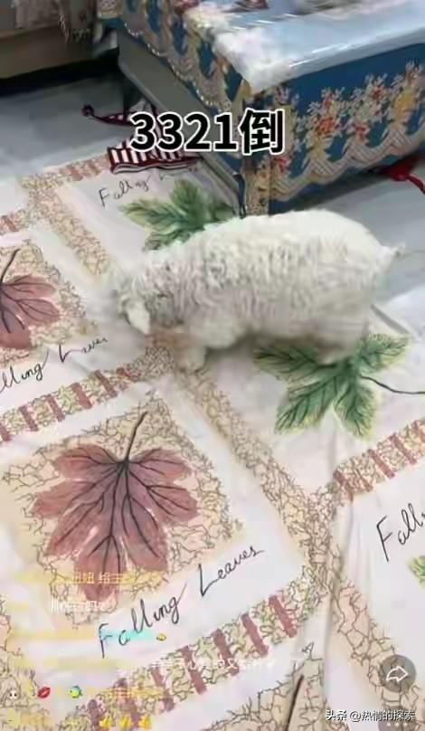 宁夏装死小羊晕倒原因揭秘	，小孩衣服成关键线索，真相太可怜