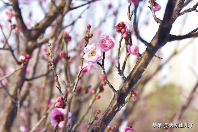 西流湖公园：傲雪寒梅俏枝头雪景如画醉游人