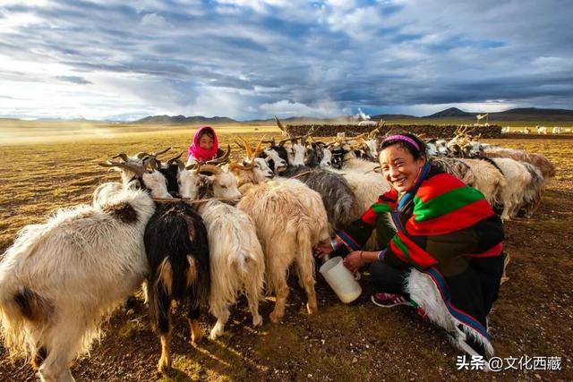 极致风光，唯有西藏阿里！初冬的金色童话一眼沦陷！