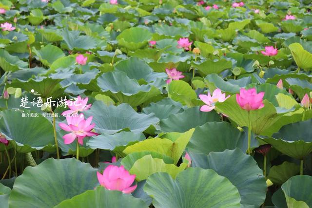 浙江宁波小浃江畔的乡村，百亩荷塘成为热门风景，被誉为田园牧歌