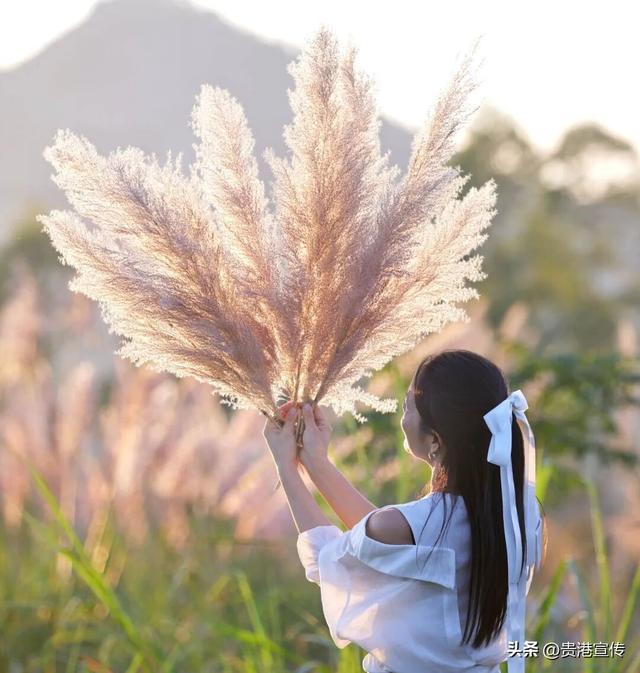 不必去远方，贵港此地就藏着一片诗意芦苇荡