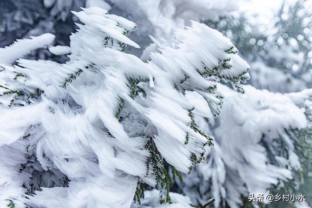 “春节冷不冷，就看大雪	”，明日大雪	，2026年春节特别冷吗？