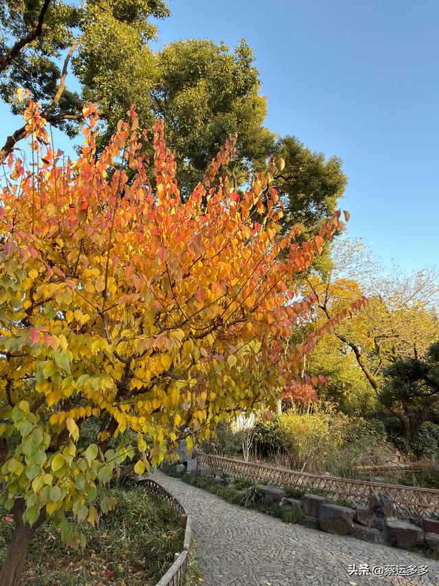 沪上园林古猗园已达颜值巅峰