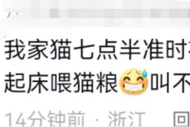 笑哭！网友拍下“小馋猫”偷吃视频，评论区彻底沦陷图片
