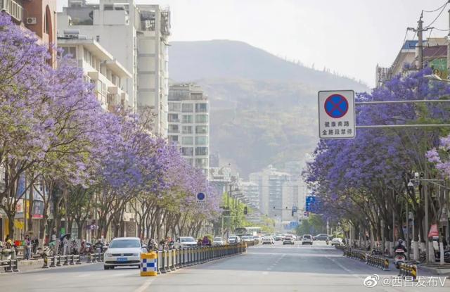 比大理浪漫！比昆明更近！高铁直达阳光小城，2万株蓝花楹美疯！观海登山，美食吃到爽！