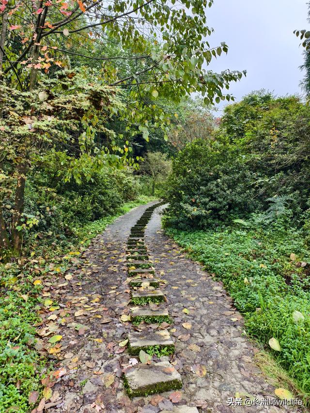 四川行(73)什邡红枫岭徒步到钟鼎寺