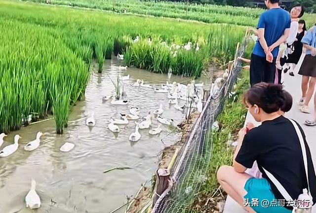 成都三元地铁又上新风景，超级惊艳，不要门票，地铁直达！