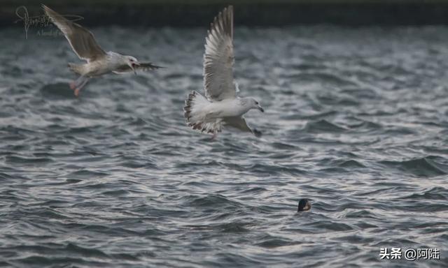 洱海鸟事之:没有鸬鹚代为狩猎,红嘴鸥们的伙食标准似乎有点差哦