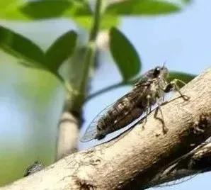 学生周末免门票！9.9元畅享四大游乐项目！登顶打卡还送年卡—2026金顶山春蝉季将于3月20日启幕！