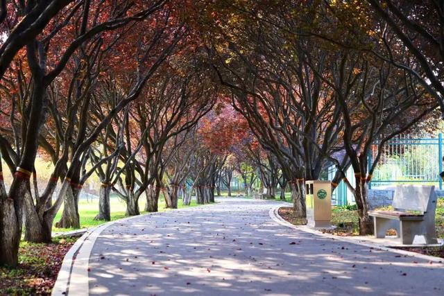 秋韵满园！石家庄市植物园赏秋攻略，请查收→