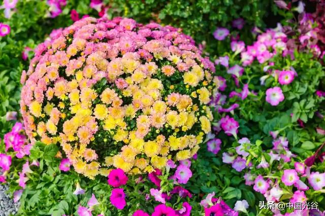 光谷菊展今起在鸡公山公园举行,各色“顶流”争奇斗艳等你打卡,持续至11月30日