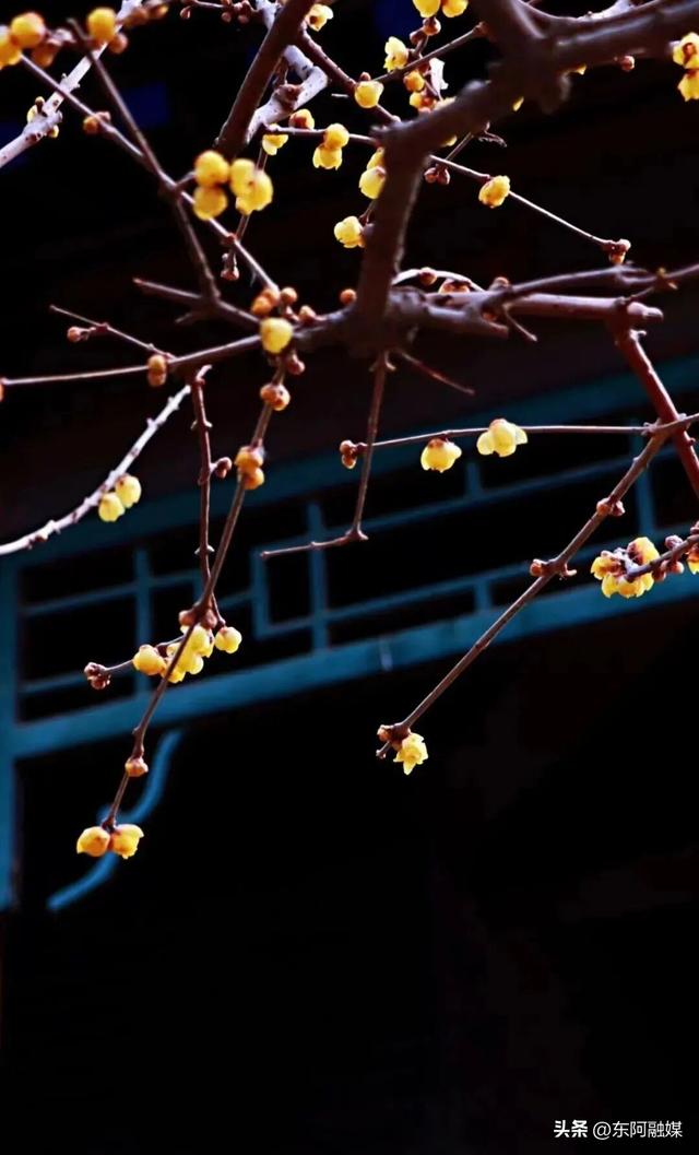 山东的第一波蜡梅开啦！快来邂逅这份冬日限定的浪漫