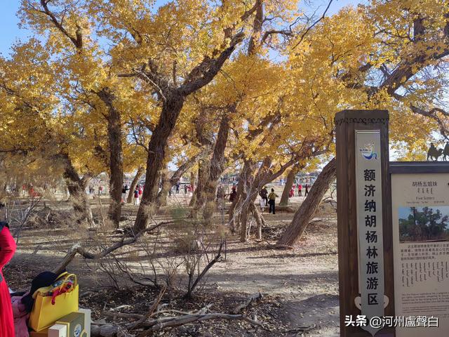 额济纳旗胡杨林