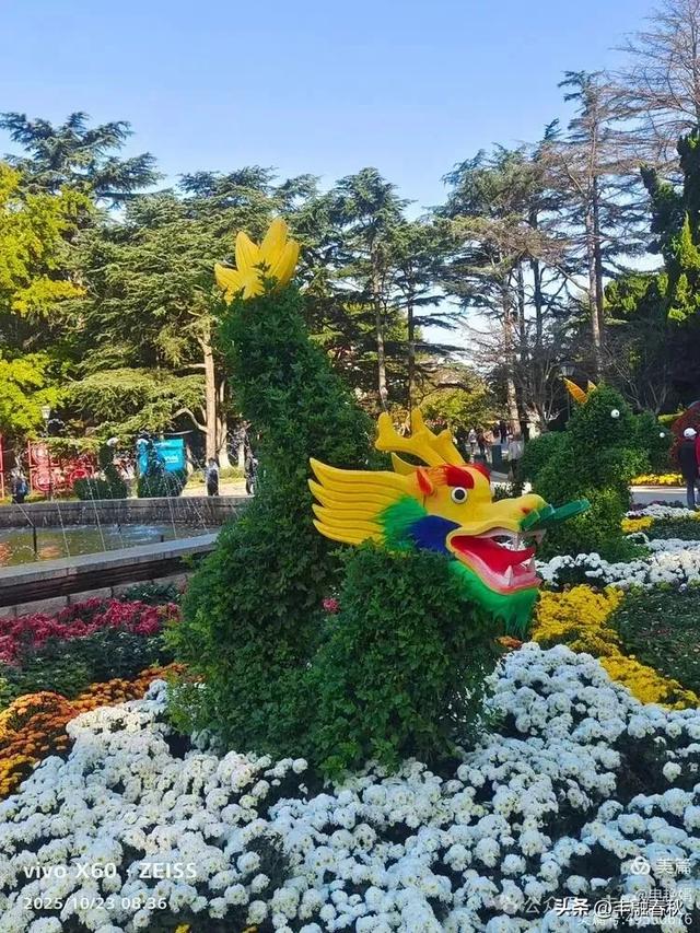 菊绽秋阳里，暗香绕中山｜申艳娟