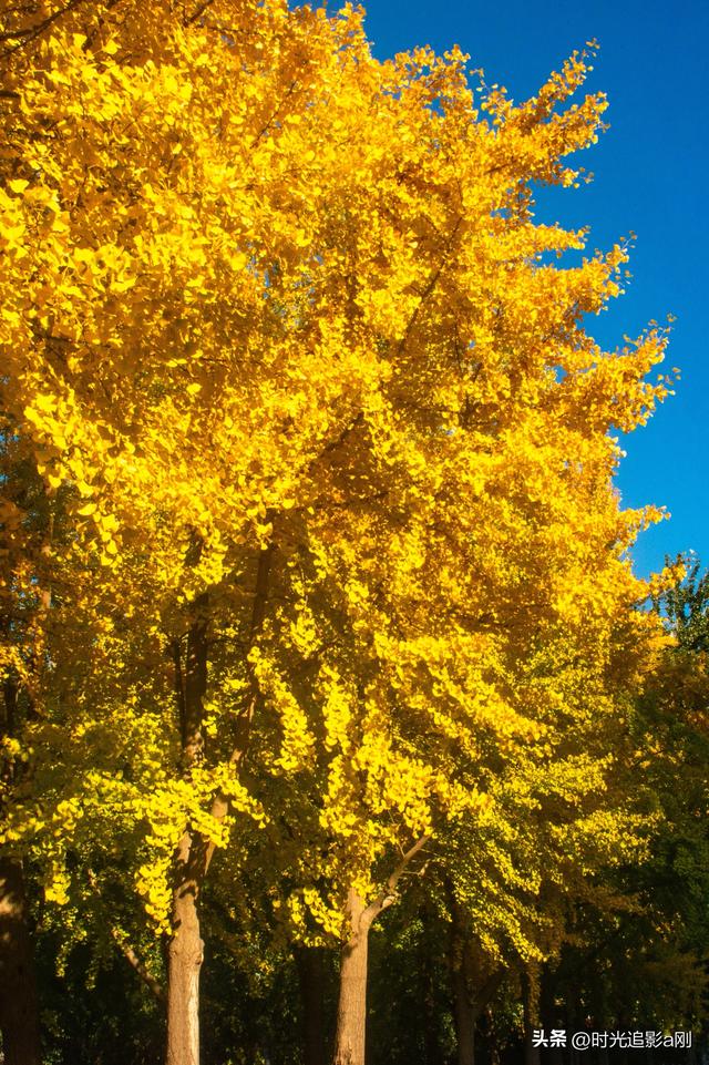 这么近那么美，银杏里的河北最美！