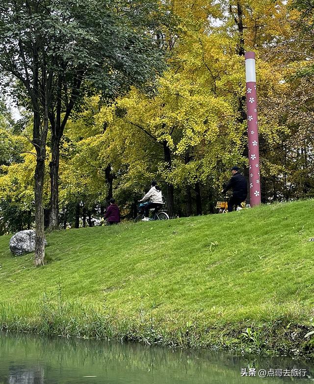 成都市区最大银杏林，金黄如海超壮观，不要门票，地铁公交直达！