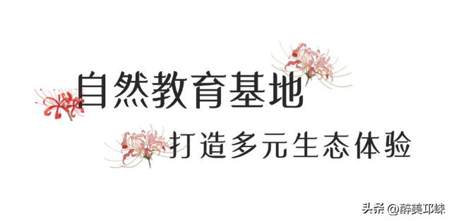 秋日限定！邛崃天府绿舟30亩彼岸花海迎最佳观赏期