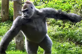 老虎、狮子为什么不吃大猩猩？他们仨如果打起来，谁的战力最强？图片