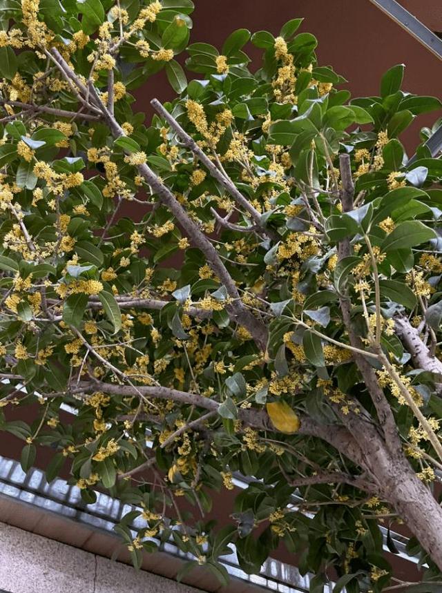 天津的秋天，在这几处邂逅满城桂花香！