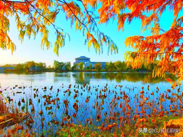 河南淮滨：湖畔杉红景美人更美