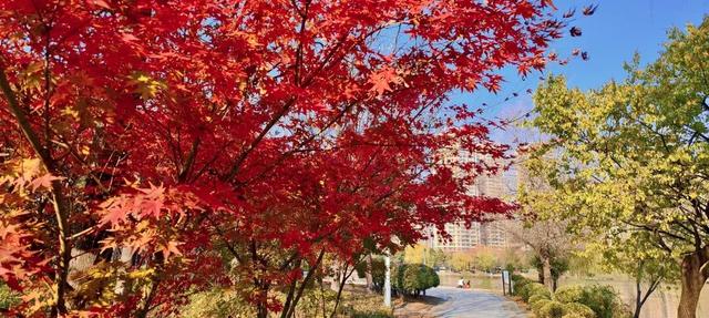 五彩斑斓！龙潭公园的初冬彩林，总有一抹色彩温暖你！