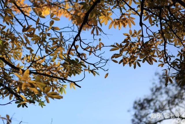 在八大处，寻到了北京最美的秋