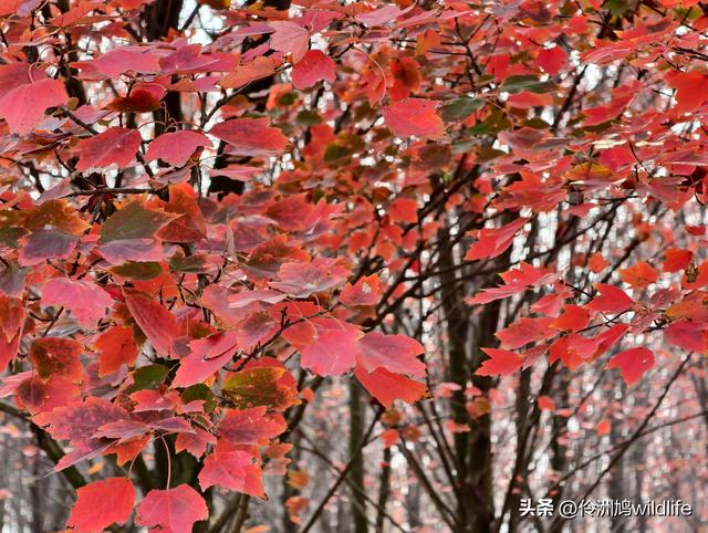 四川行(75)广汉②金雁湖公园·黑塔街·龙居寺