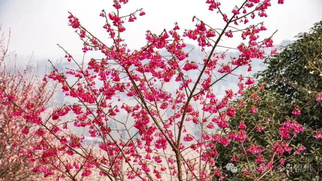 崇州的樱花，开啦！！!