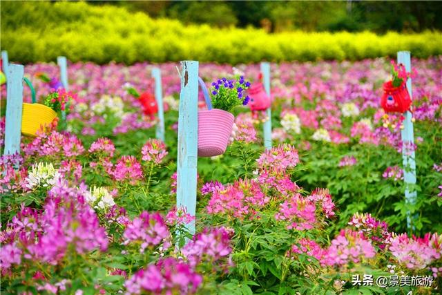 国庆相约卡玛花世界：花海中邂逅秋日浪漫，花篮小径中留下倩影