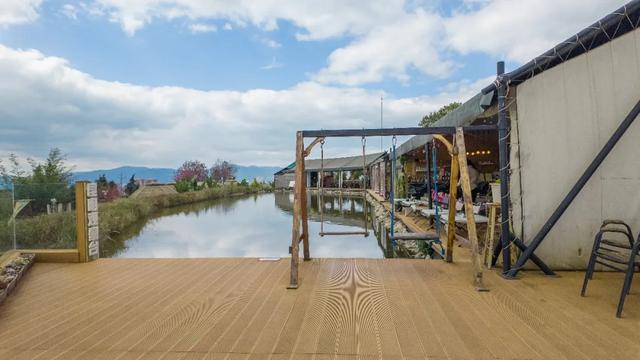 昆明市区冬樱花树下连猪都能自由奔跑的世外桃源