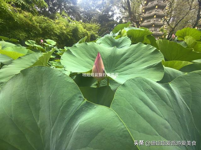 千年古莲能重开？广州海幢寺揭秘，一场跨越时空的花事！附攻略