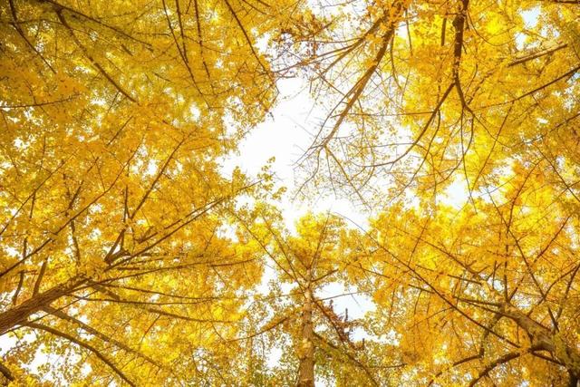 速来！海淀这份含“金”量超高的攻略请收好→