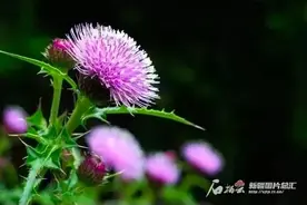 辨词：蓟是啥？大蓟、蓝蓟还不一样？图片