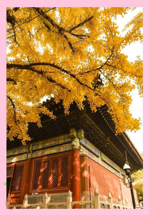 北京秋日秘境：古刹银杏黄，邂逅千年禅意