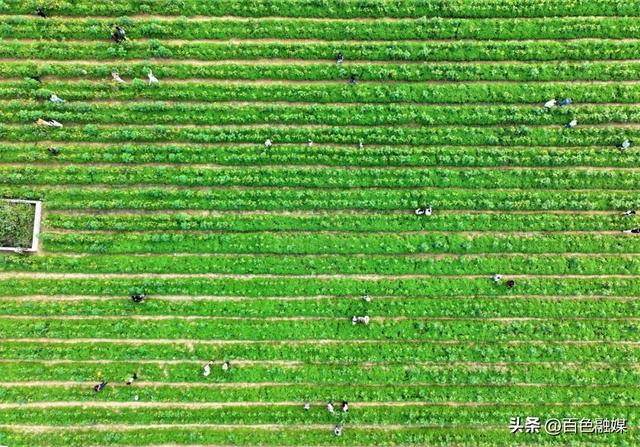 百色这里藏了片金色花海！快来打卡~