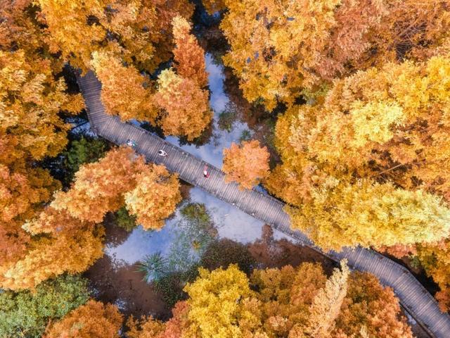 成都6个秋日能待一整天的免费公园推荐！