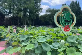 上海荷花睡莲展将在古猗园开幕，这回可以走“正门”图片
