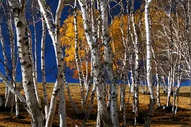 世上最硬木材：子弹射不穿，刀斧劈不烂，却被我国大量收购图片