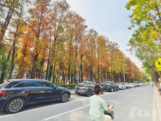 一湾碧水穿“红”林，番禺雁洲涌新桥村段落羽杉盛装上线