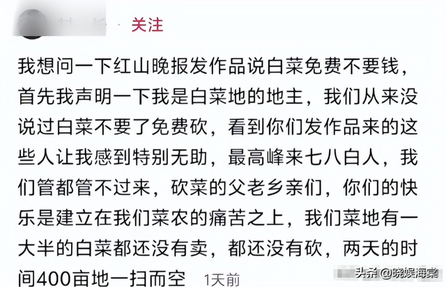 200亩白菜遭哄抢后续：损失超百万，菜农发声，更过分的还在后面