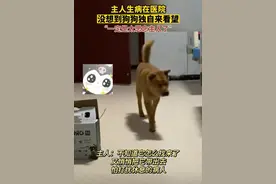 主人生病在医院，没想到狗狗独自来看望，“一定是太思念主人了”图片
