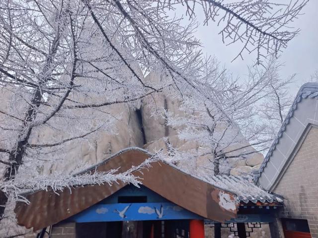 限时仙境！半价优惠！崂山巨峰雾凇季来了！打卡攻略速看