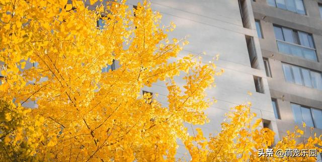 逛了这么多地方，才发现最迷人的银杏藏在身边，金叶子等着被发现