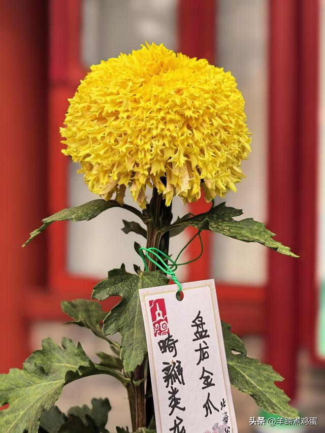 秋风独宠一园菊，晚来香艳出樊篱——北京北海公园2025年菊花展